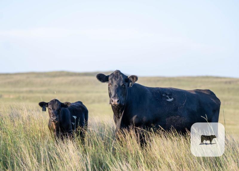 200 Reg. Angus Cows... Central NE ~ FD thumbnail 2