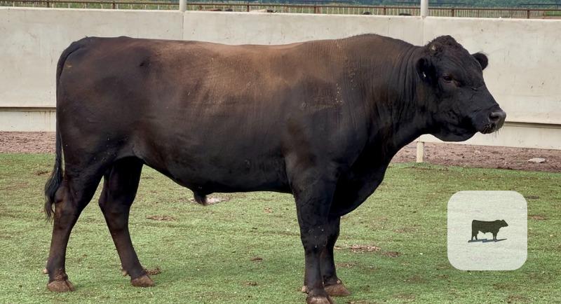 6 Wagyu Bulls for Sale or Lease... Central TX thumbnail 6