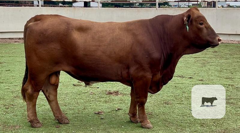 8 Beefmaster Bulls for Sale or Lease... Central TX thumbnail 6