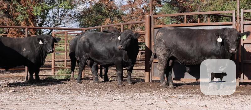 40 Angus & SimAngus Bulls... Southwest MO thumbnail 2