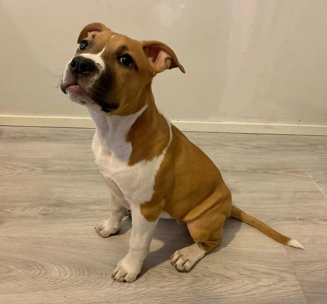 American Staffordshire Terrier