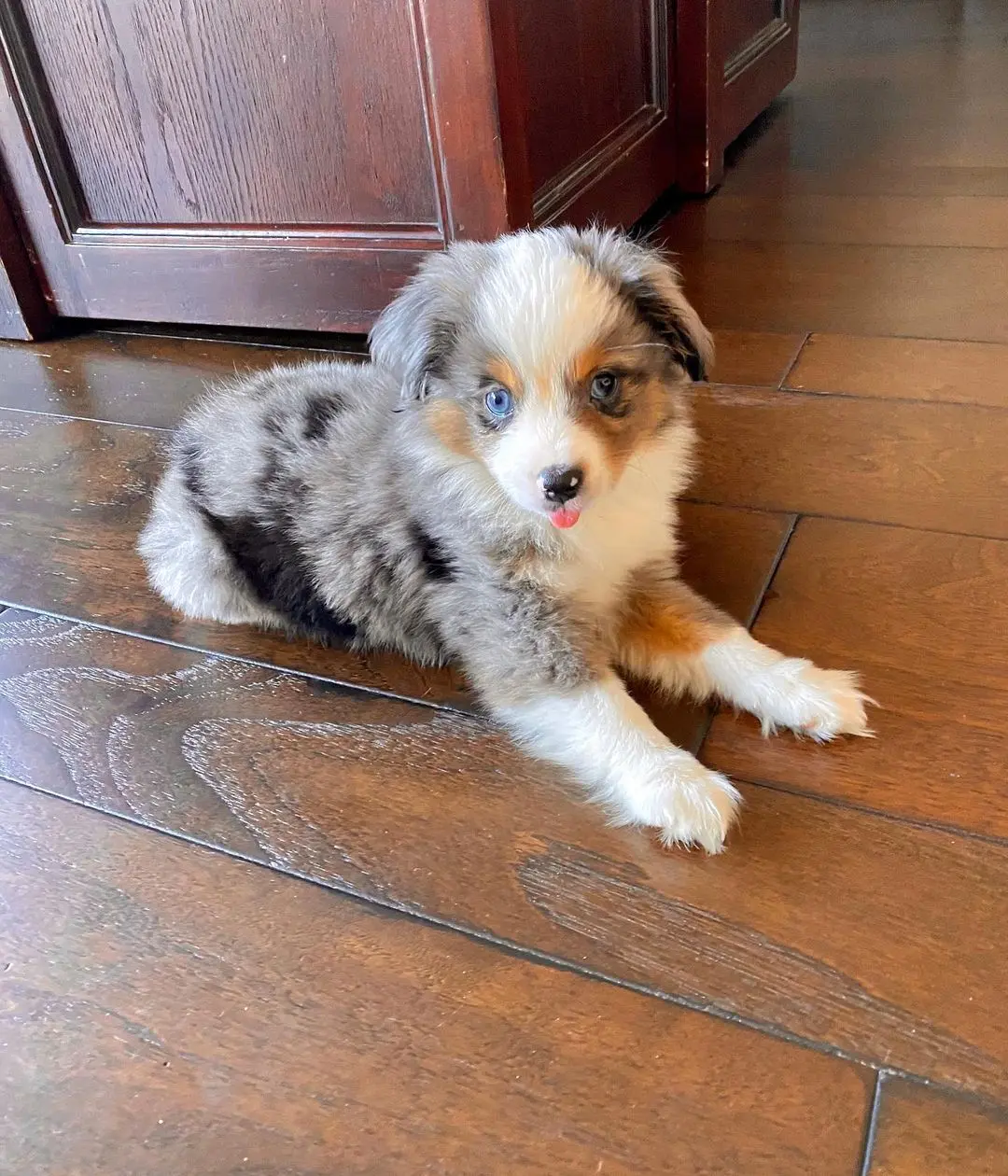 AUSTRALIAN SHEPHERD