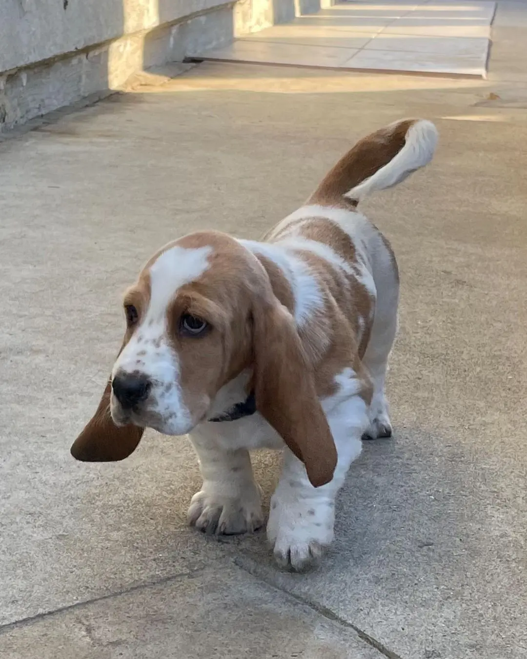 Basset