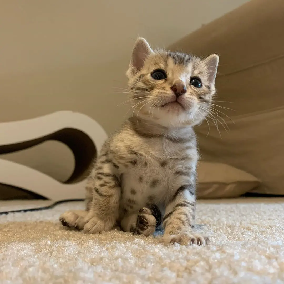 Bengal Kitten