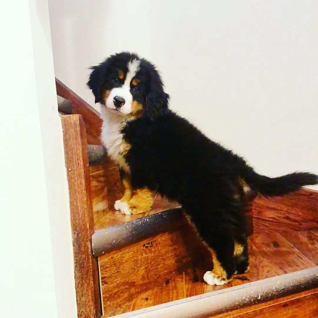 Bernese Mountain Dog