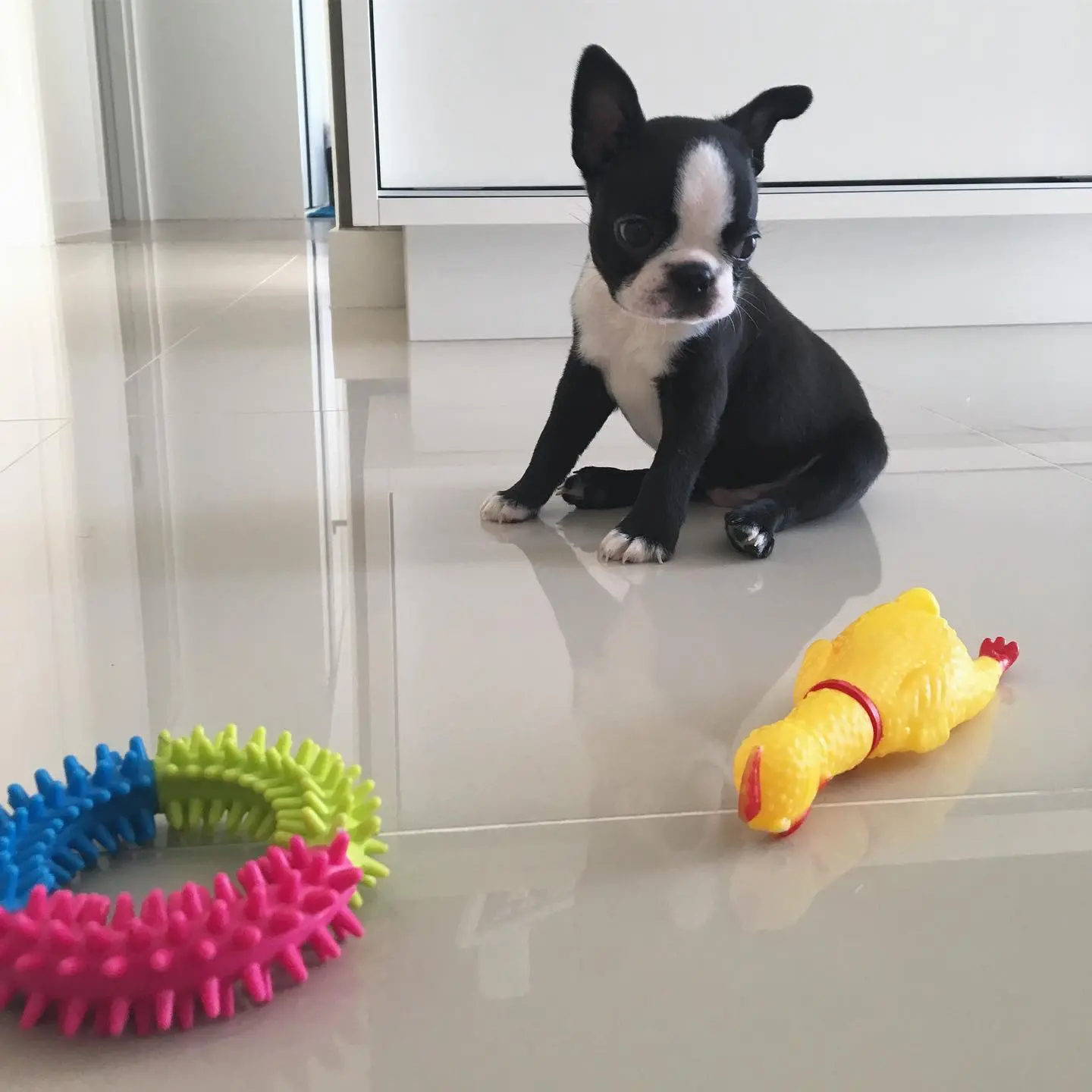 Boston Terrier