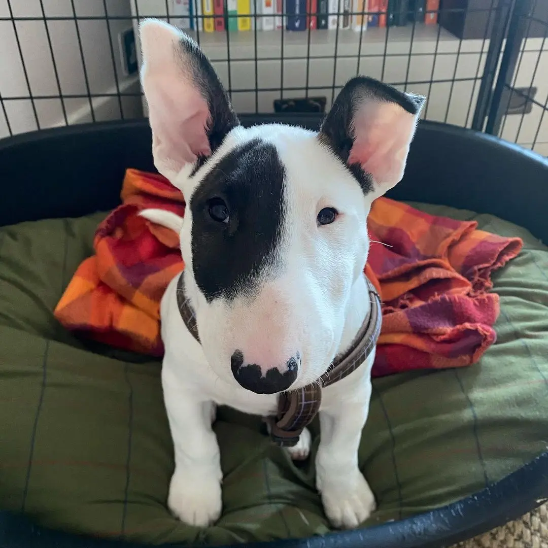 Bull Terrier