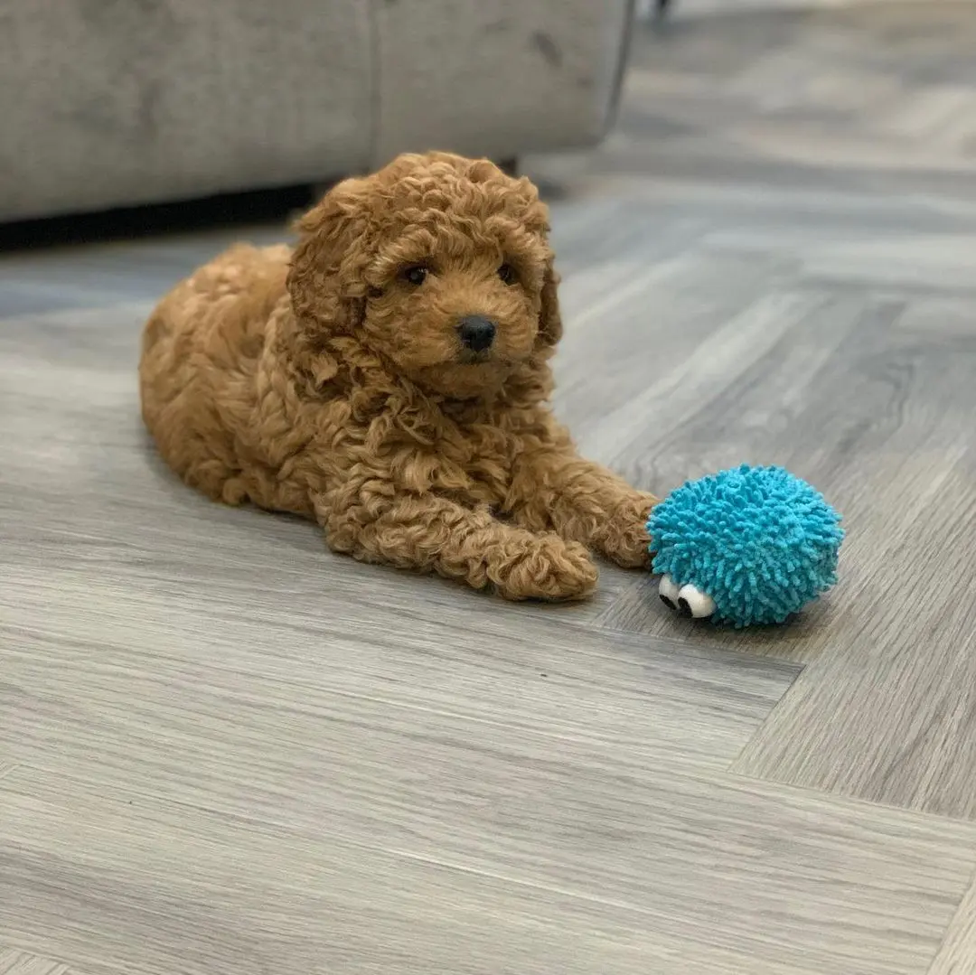 Cavapoo