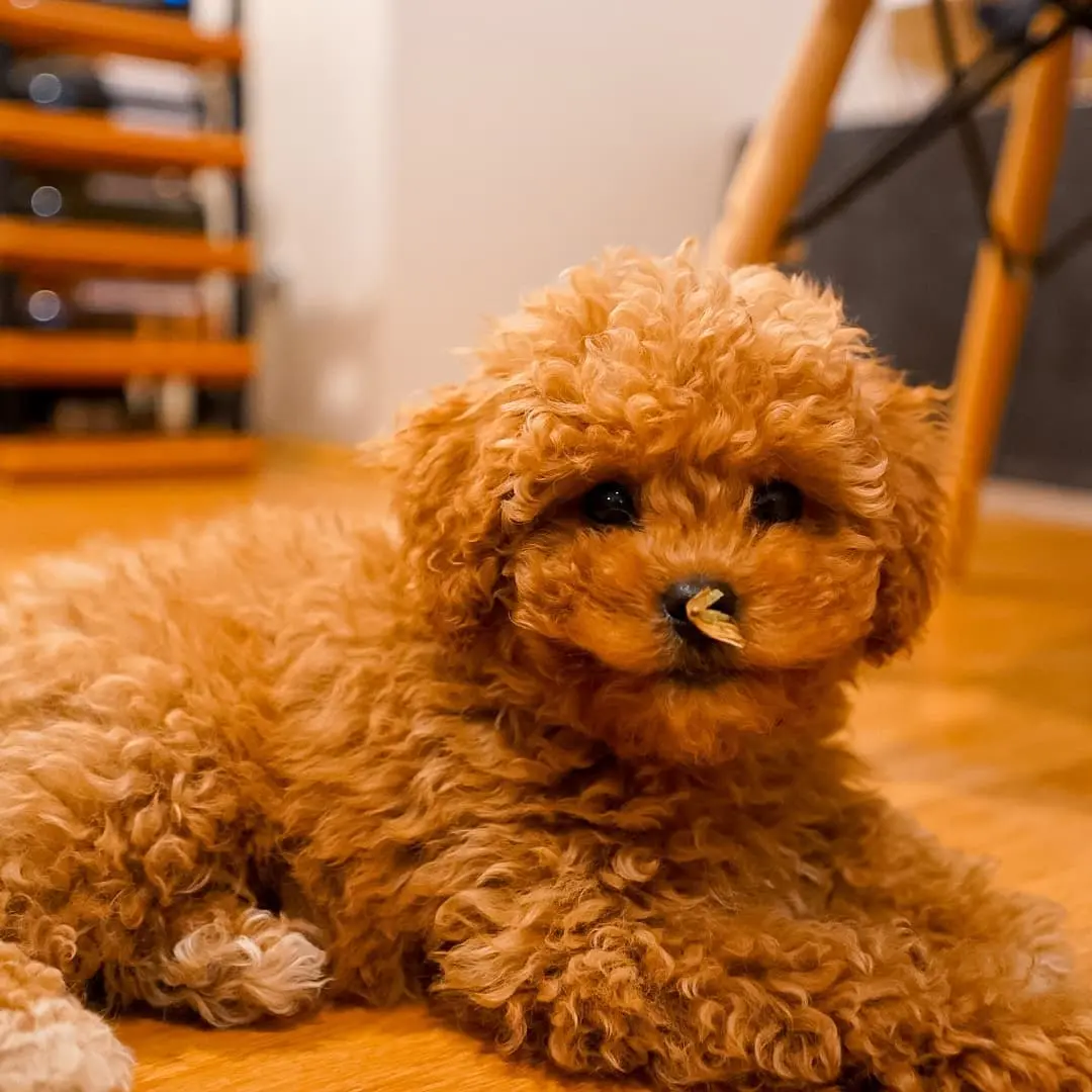 Cavoodle
