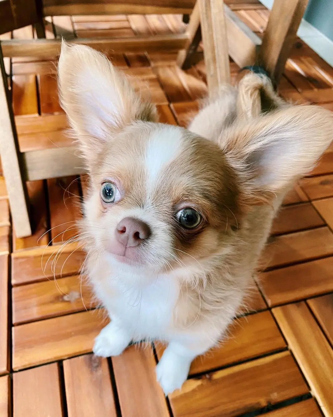 Chihuahua