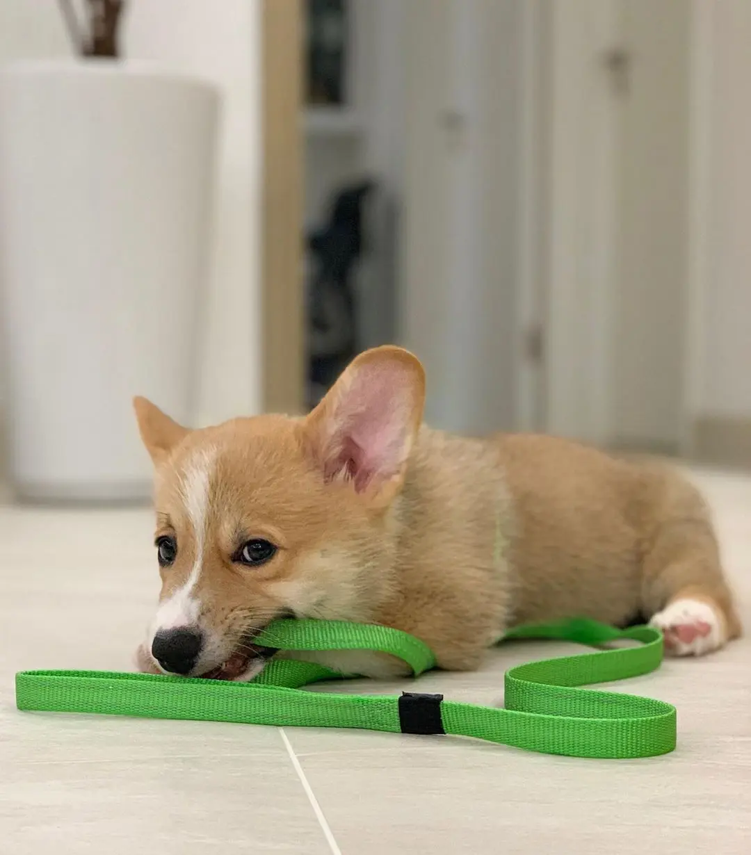 Corgi