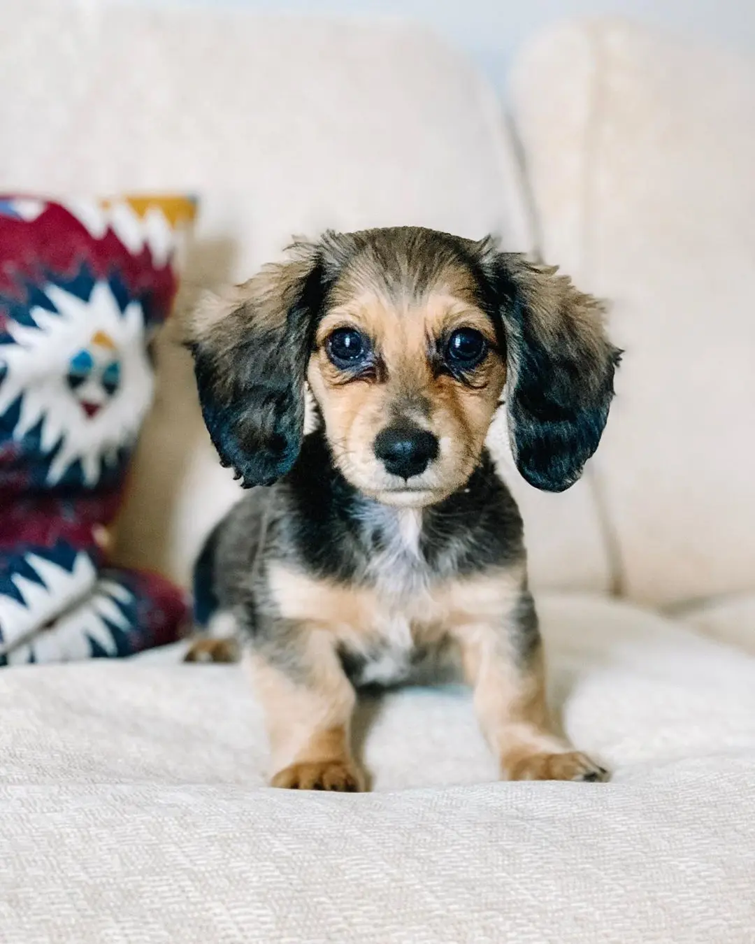 DACHSHUND