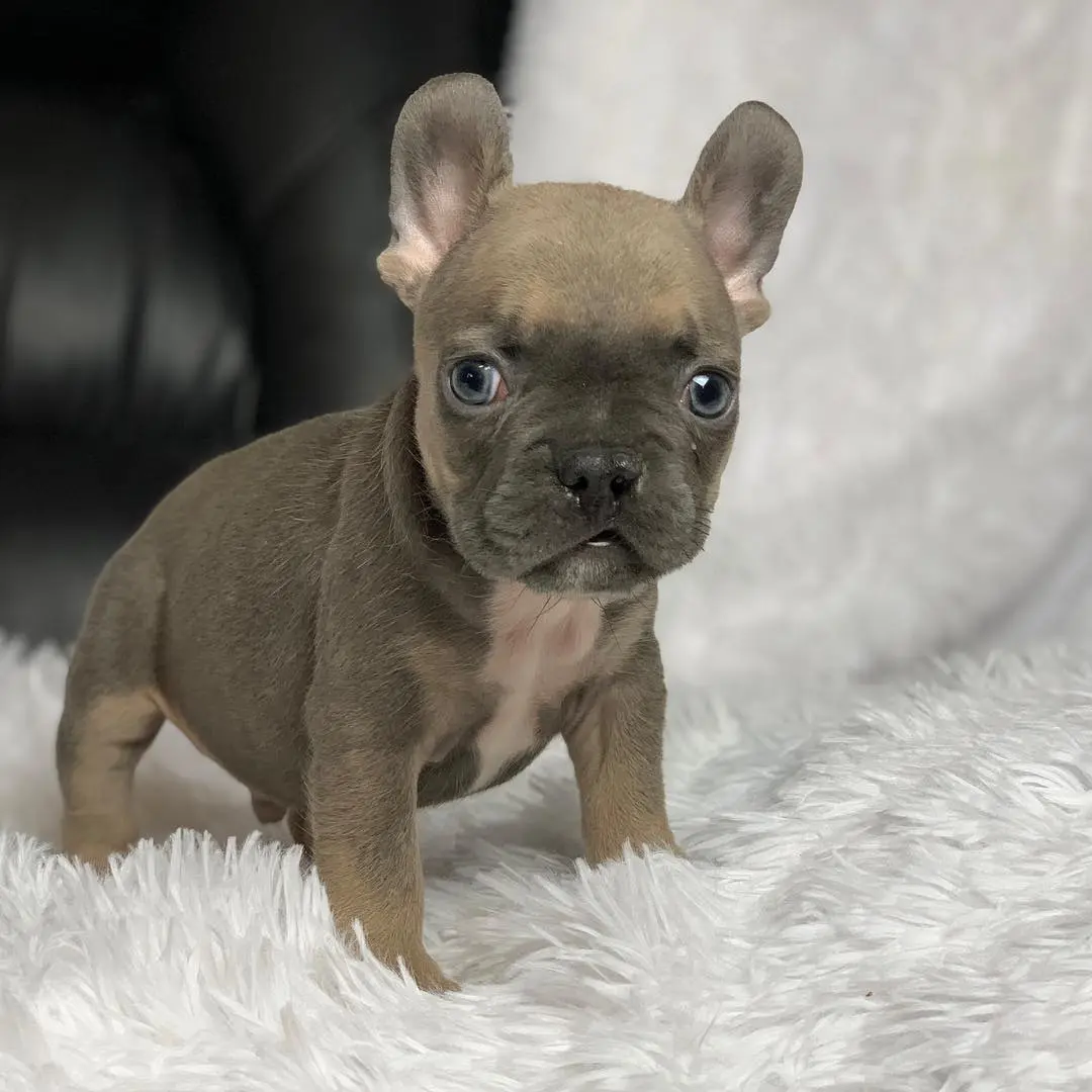French Bulldog