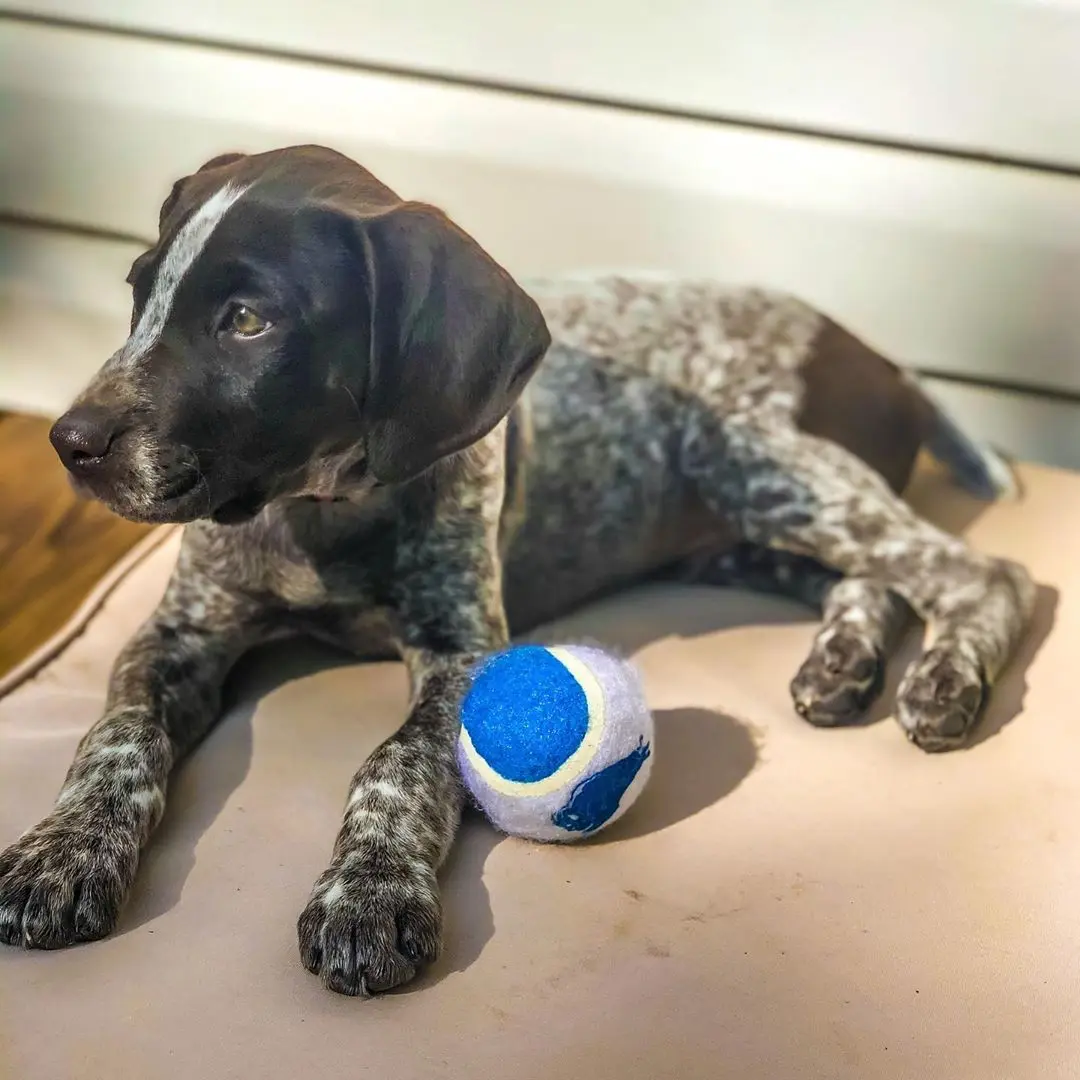 German Shorthaired Pointer