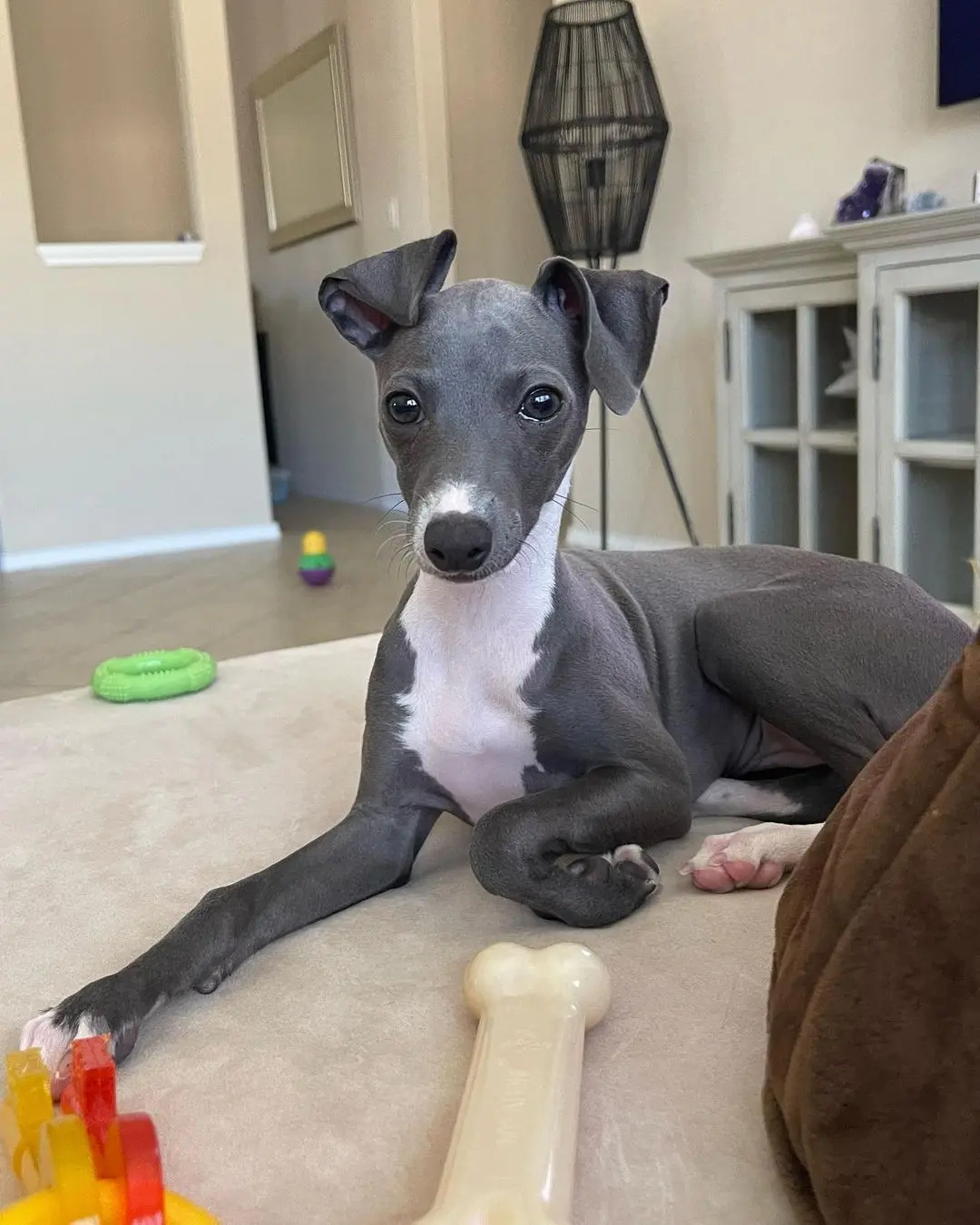 Italian Greyhound