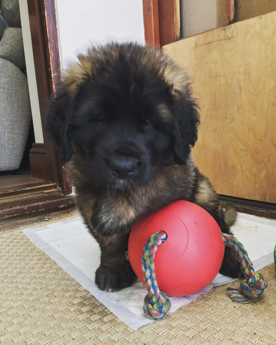 Leonberger