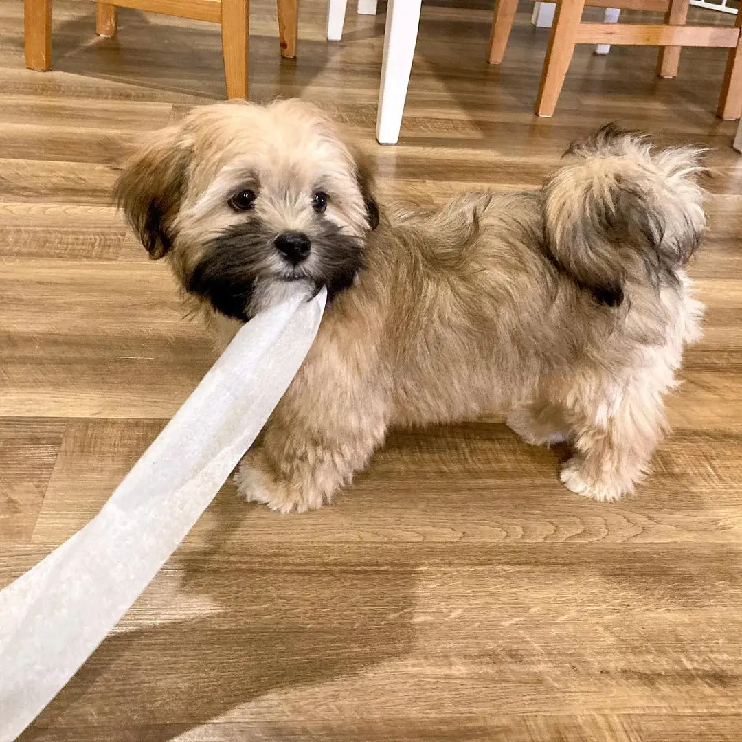 Lhasa Apso