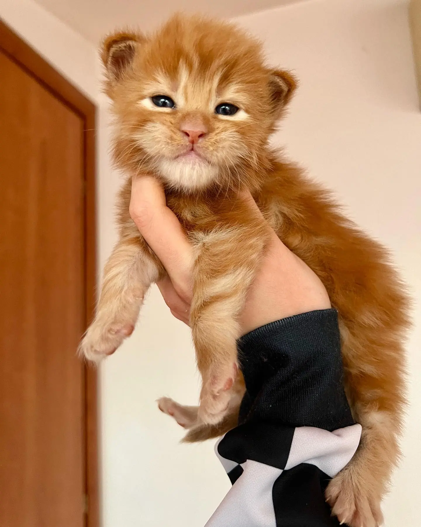Maine Coon Kitten