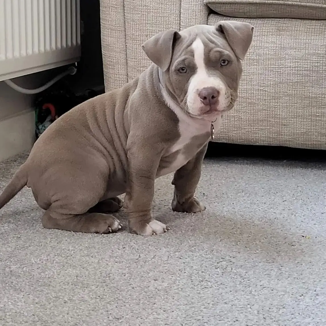 Pocket Bully Puppy