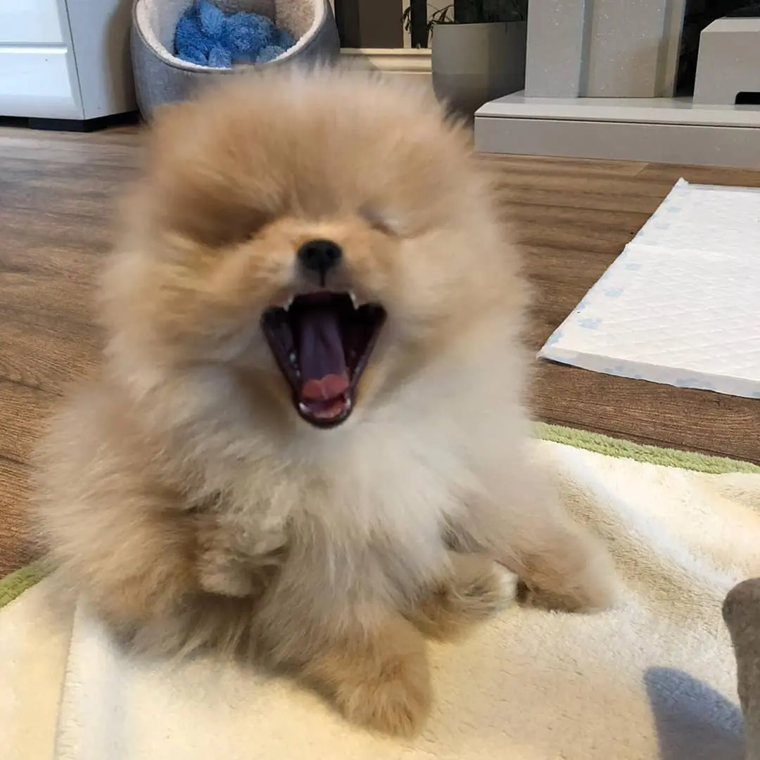 POMERANIAN