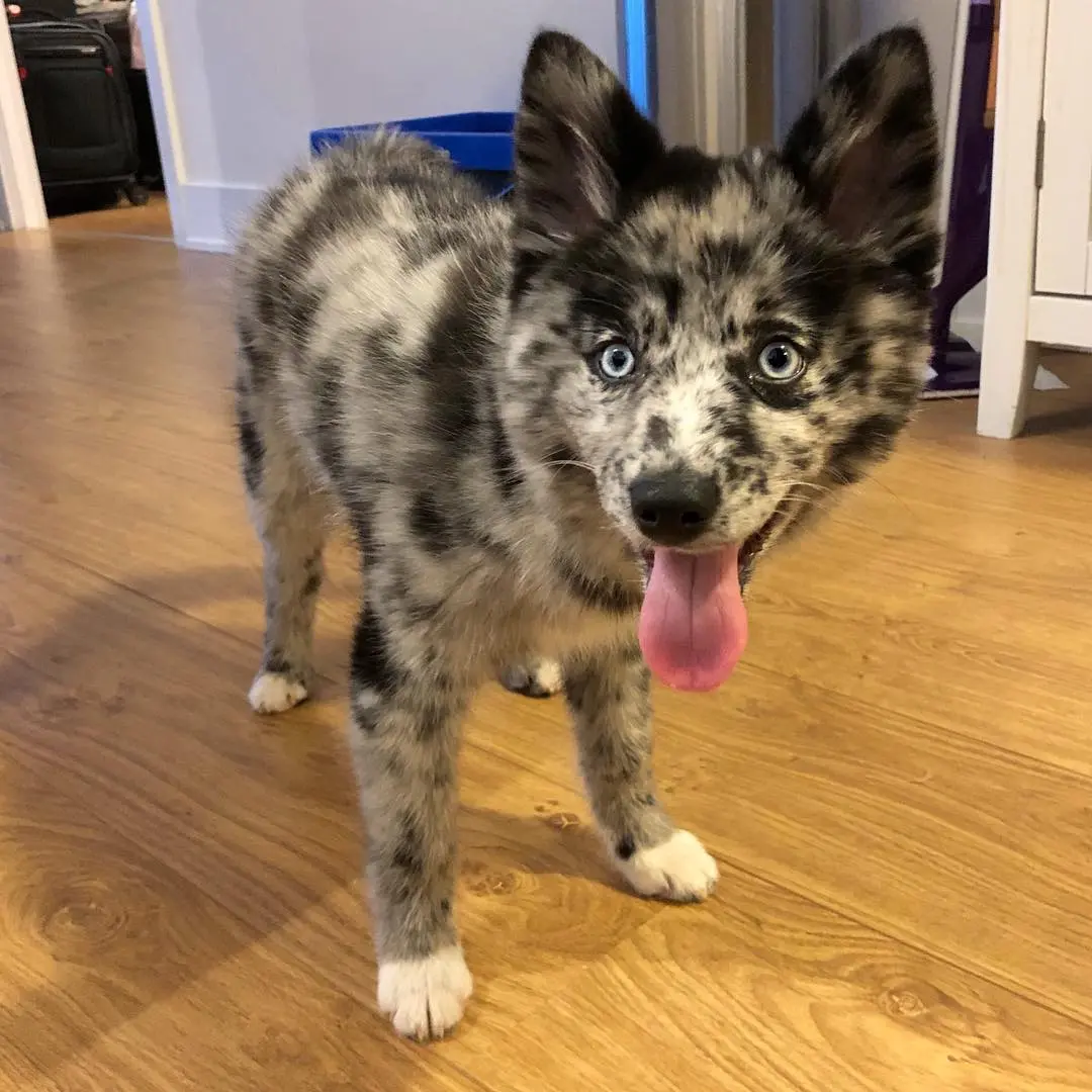 Pomsky