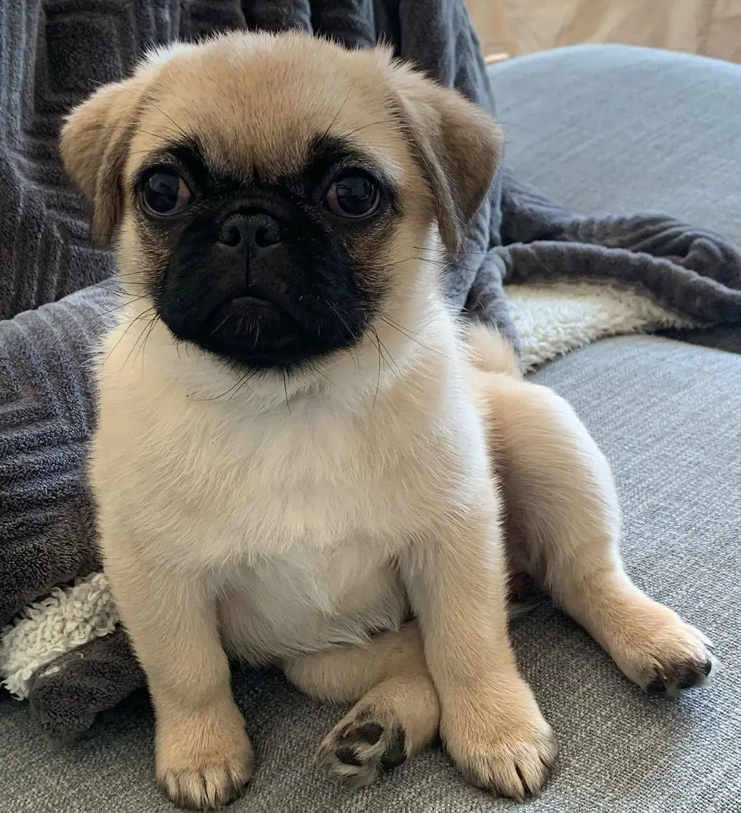 Pug