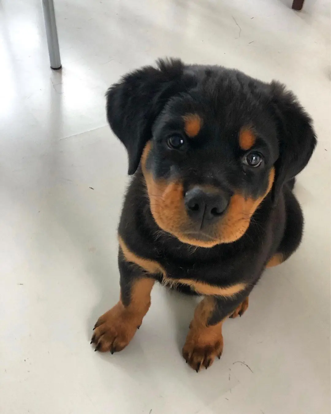 Rottweiler