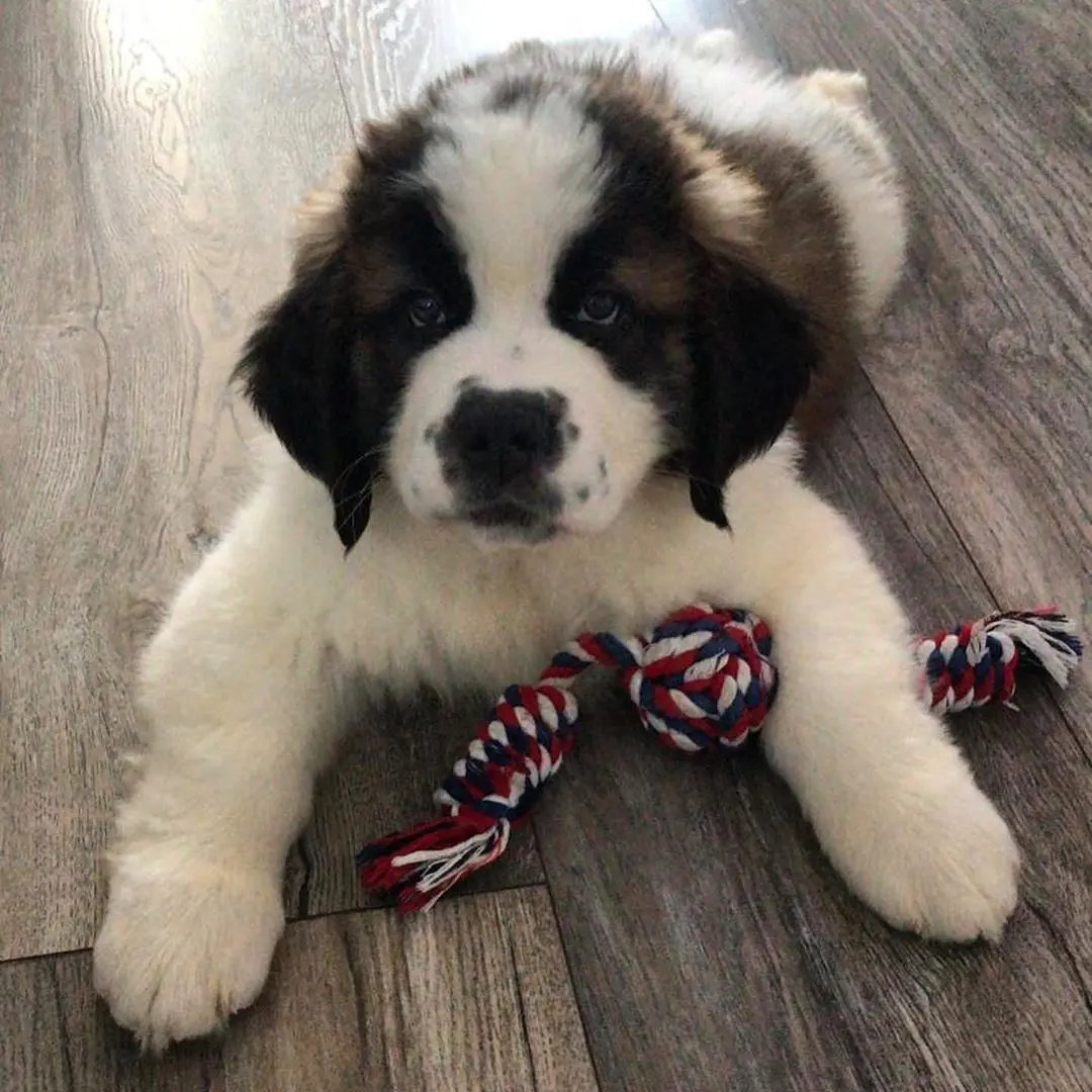 Saint Bernard