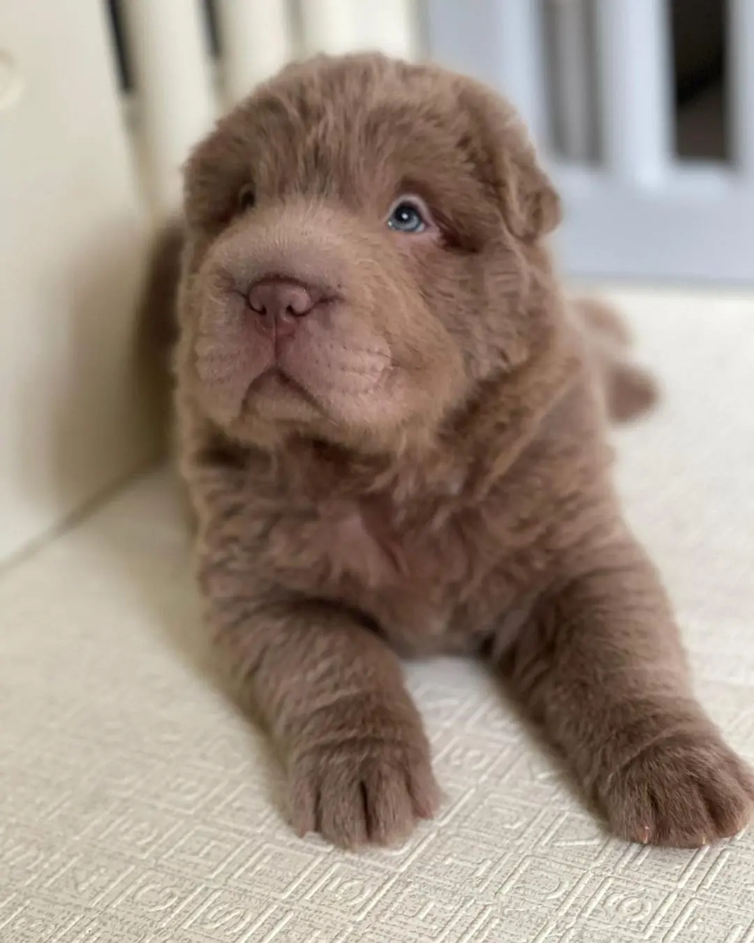 Shar Pei