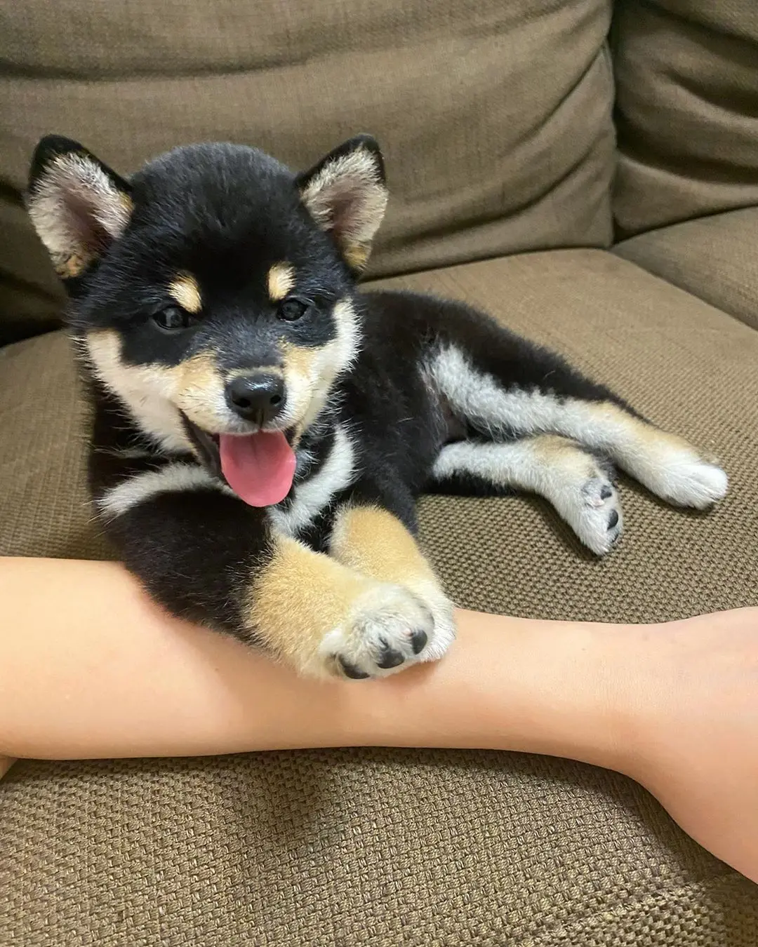 Shiba inu