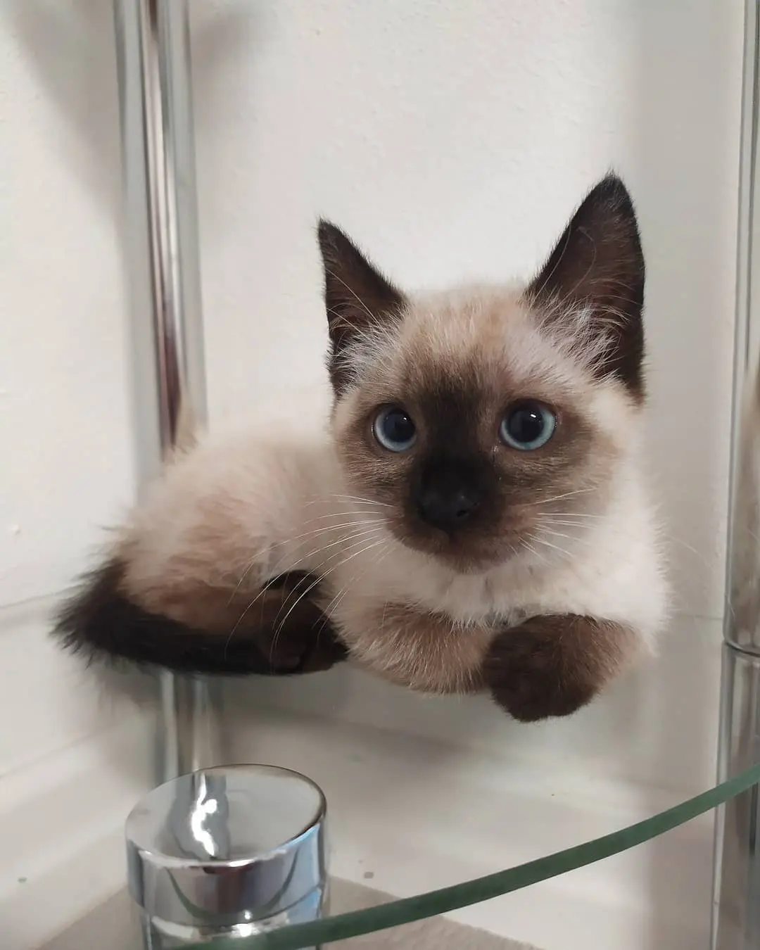 Siamese kitten