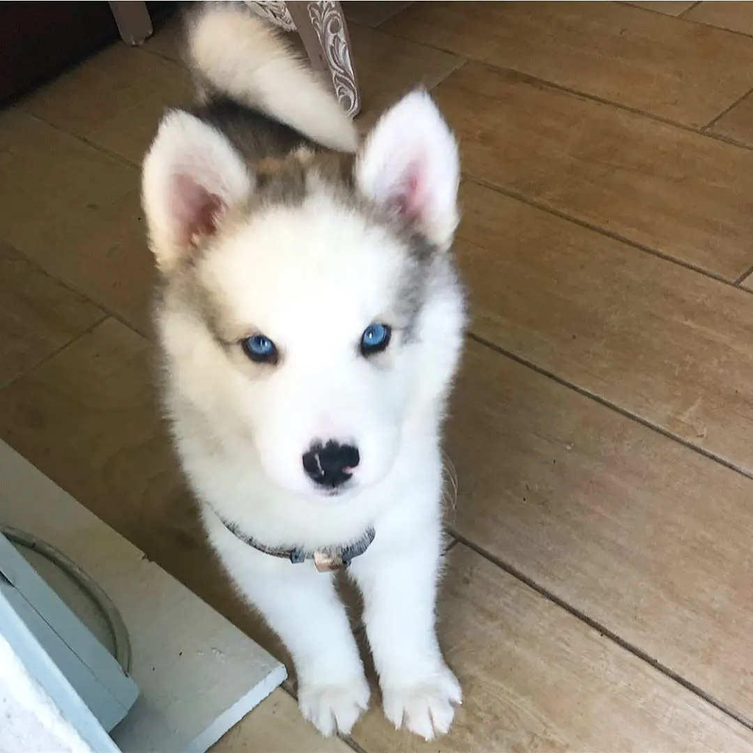 Siberian Husky