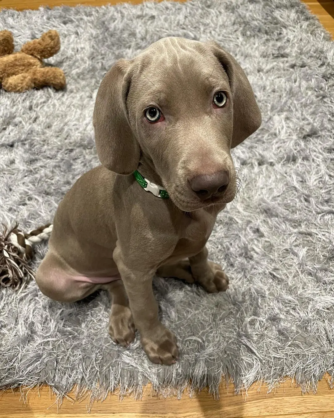 Weimaraner