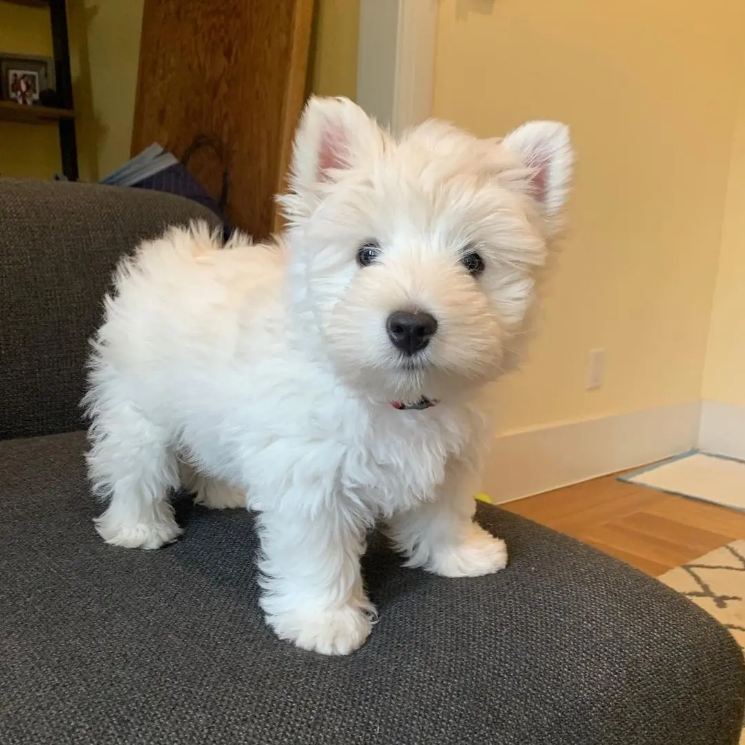 West Highland White Terrier