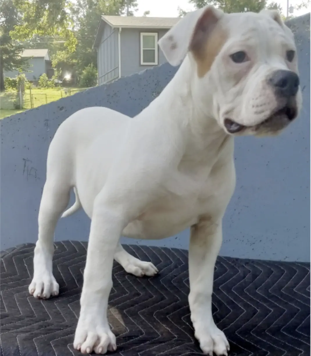 Rosie Female — American Bulldog