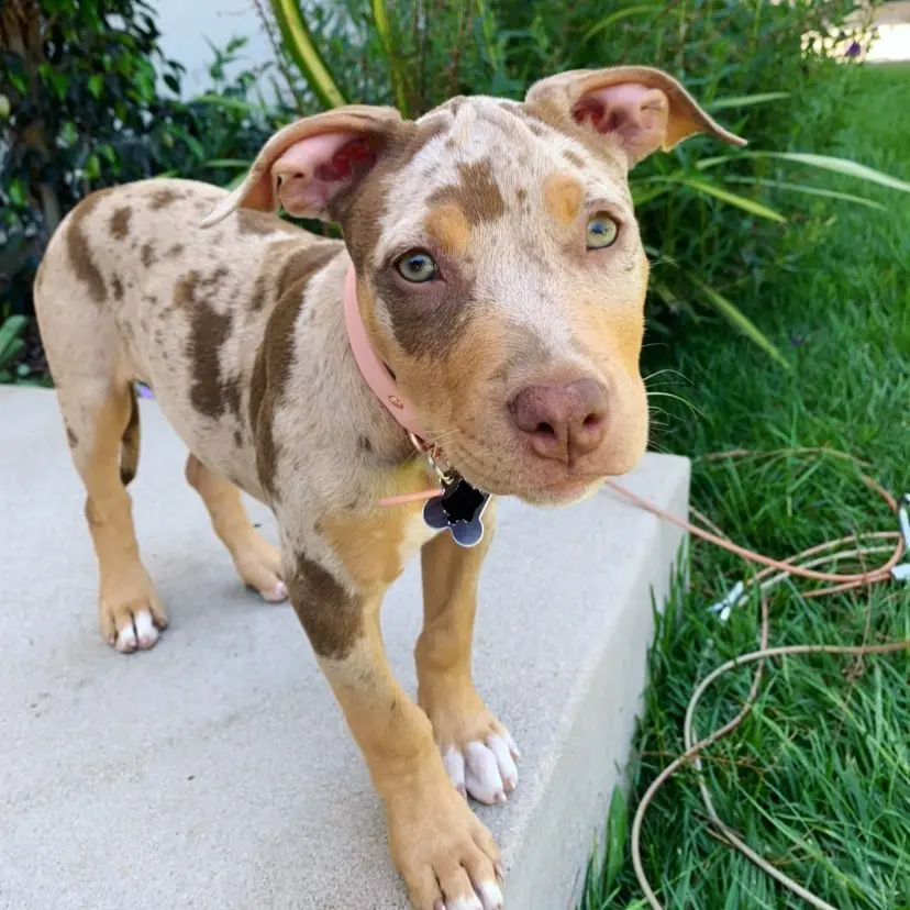 Kona Male — American Pitbull