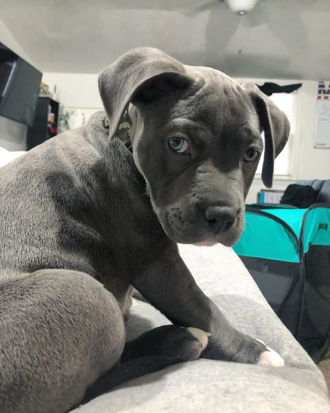 Kubo Male — American Pitbull