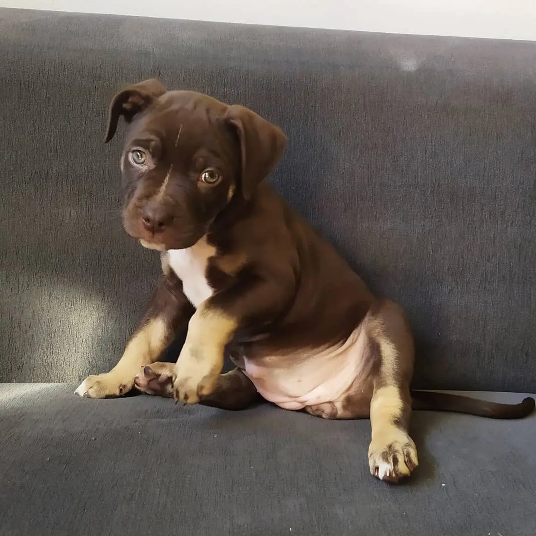 Olivia Female — American Pitbull