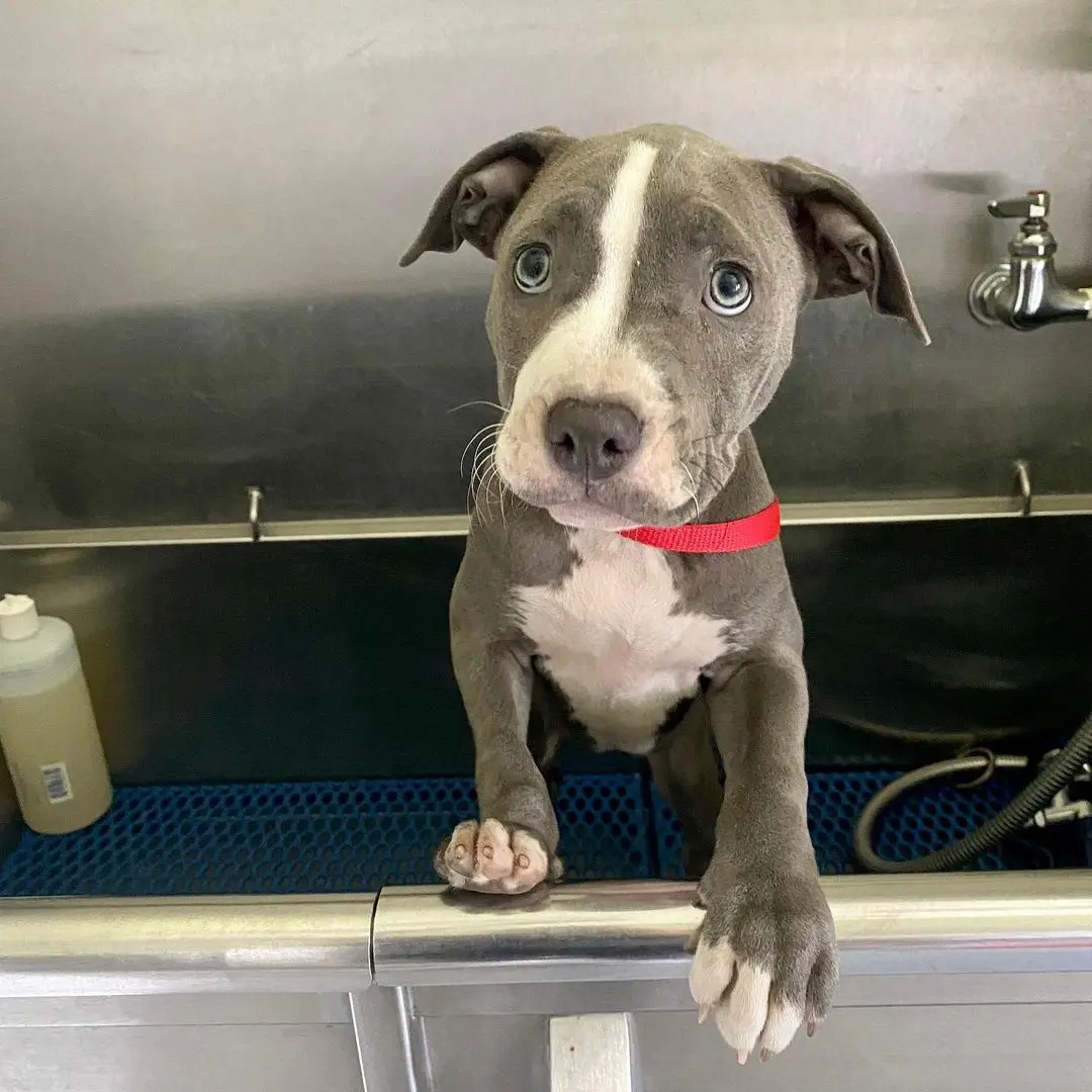 Valkyrie Female — American Pitbull