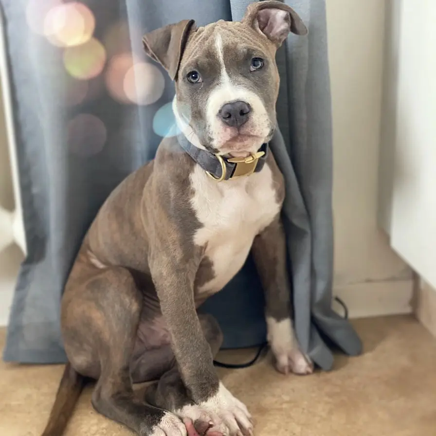 Tyson Male — American Staffordshire Terrier