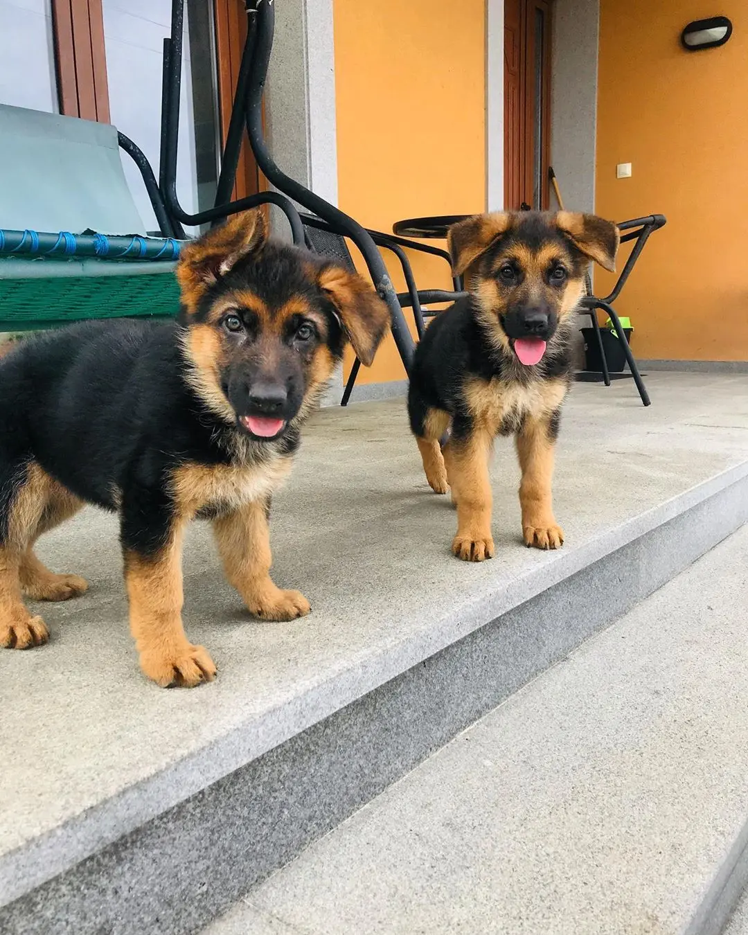 Kuvo and gracie Female Male